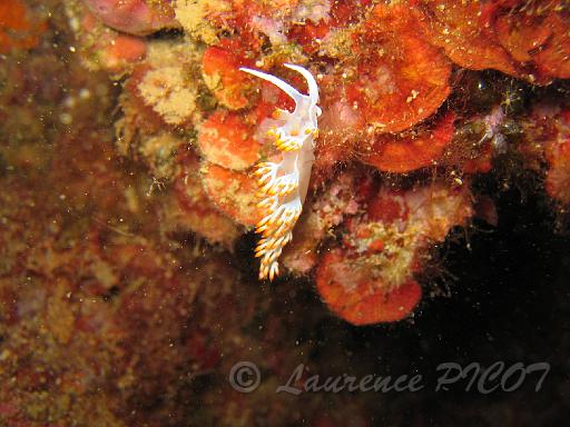 Flabellina babaï.JPG - Méditerranée - Sainte Maxime